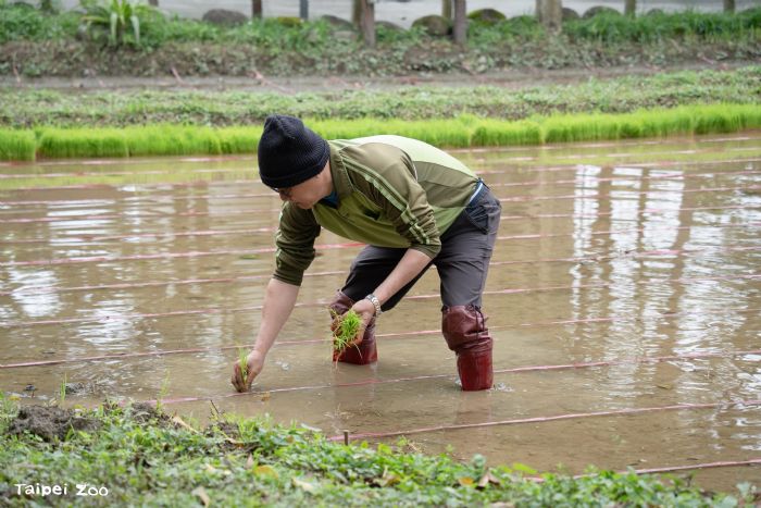 動物園裡當小農夫！春耕插秧體驗開跑，親手種下自然與生態的希望